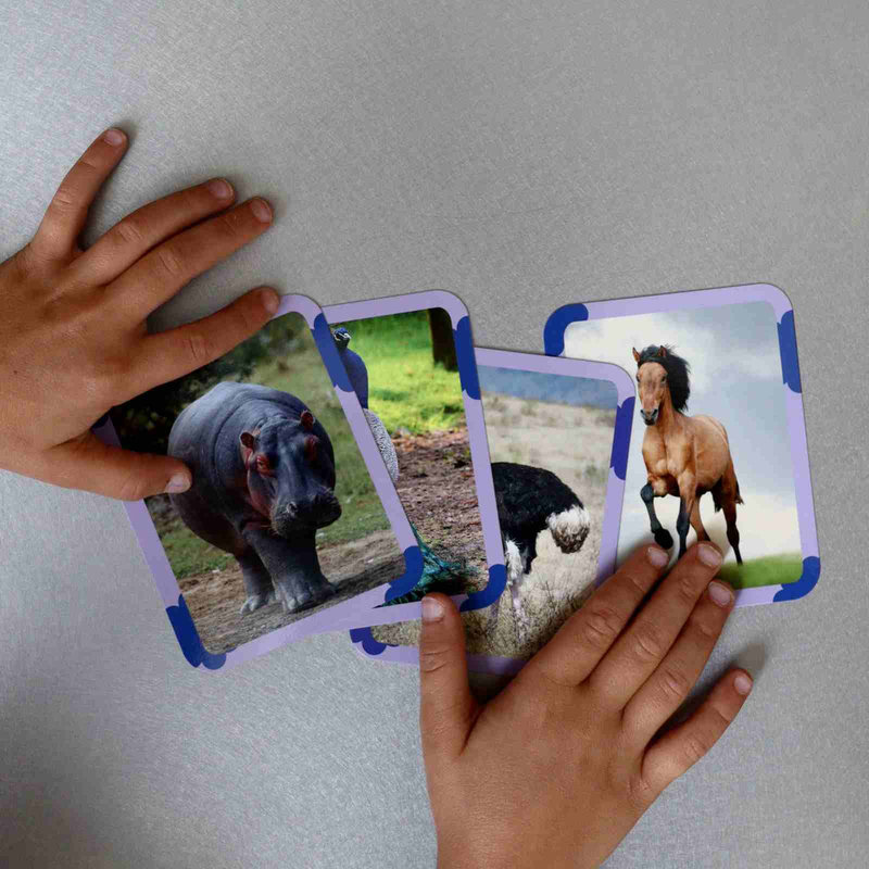 Cartes Flash Animaux Observe Édition lifestyle 2