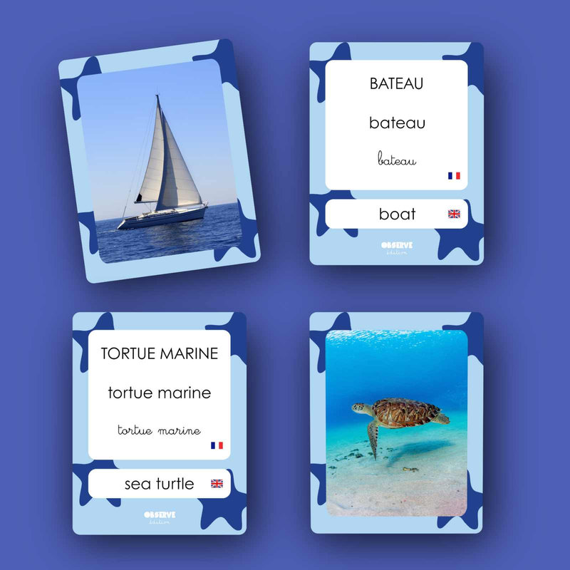 Cartes Flash Mers & Océans Observe Édition cartes